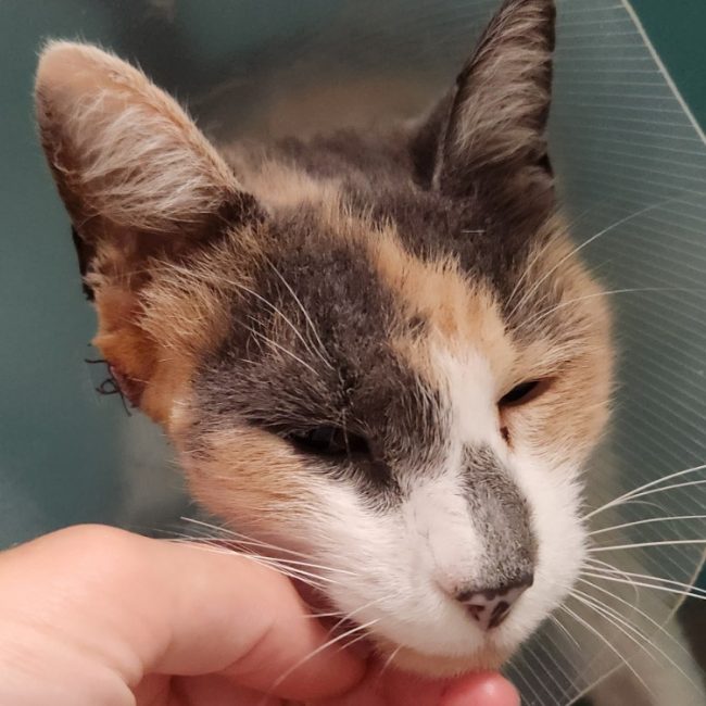 Milady - Chat Européen à adopter