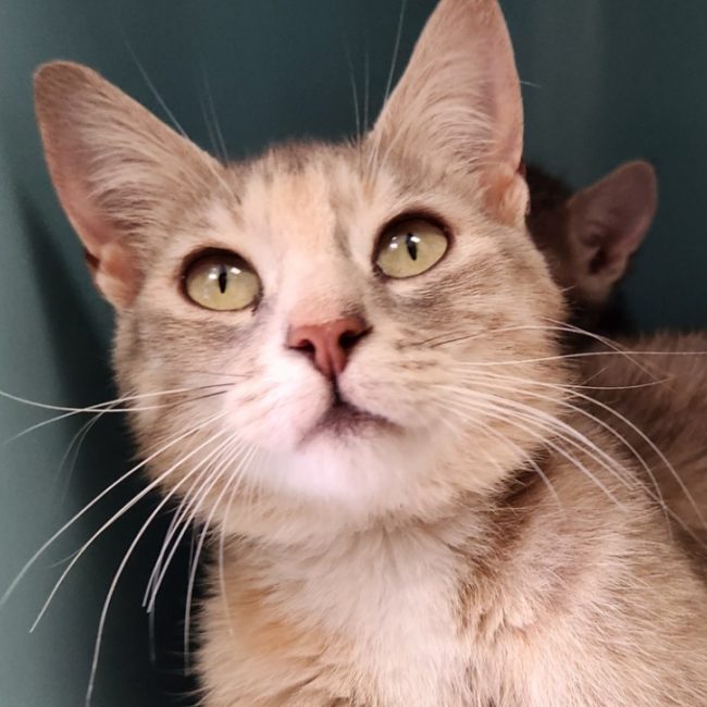 Doha - Chat Européen à adopter