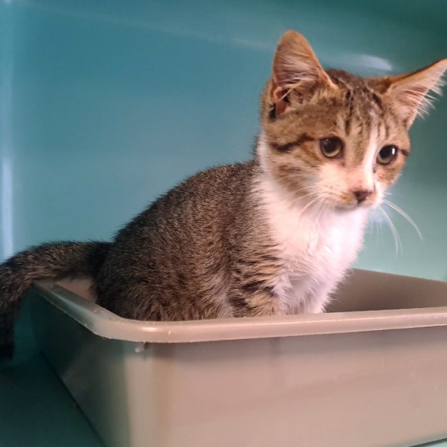 Fifi - Chat Européen à adopter