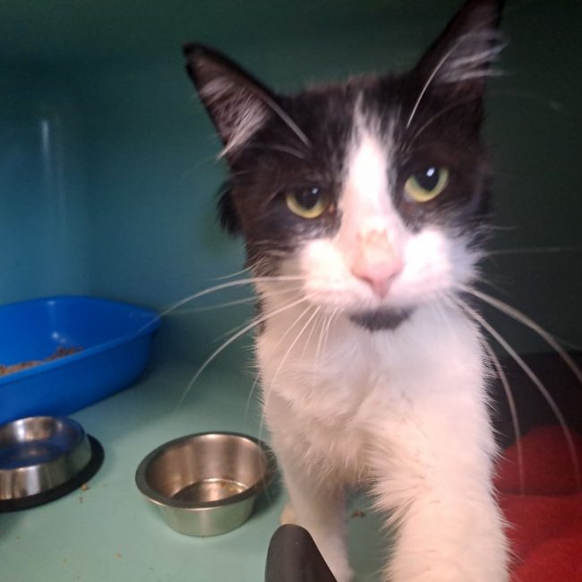 Feuille - Chat Européen à adopter