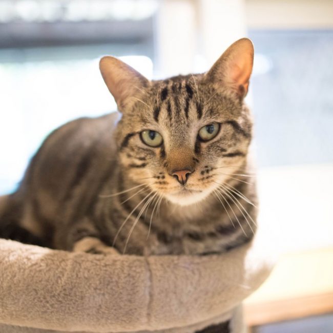 Gus - Chat Européen à adopter