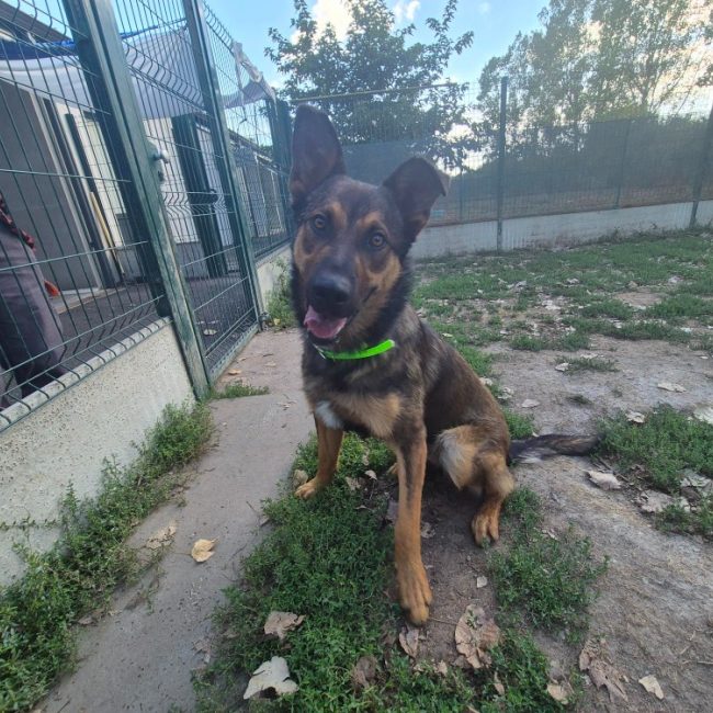 Arlo - Chien à adopter