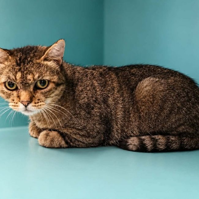 Ulysse - Chat Européen à adopter