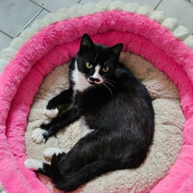 BETTY BOOP - Chat à adopter