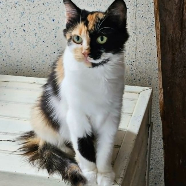 TRICOLINE - Chat à adopter