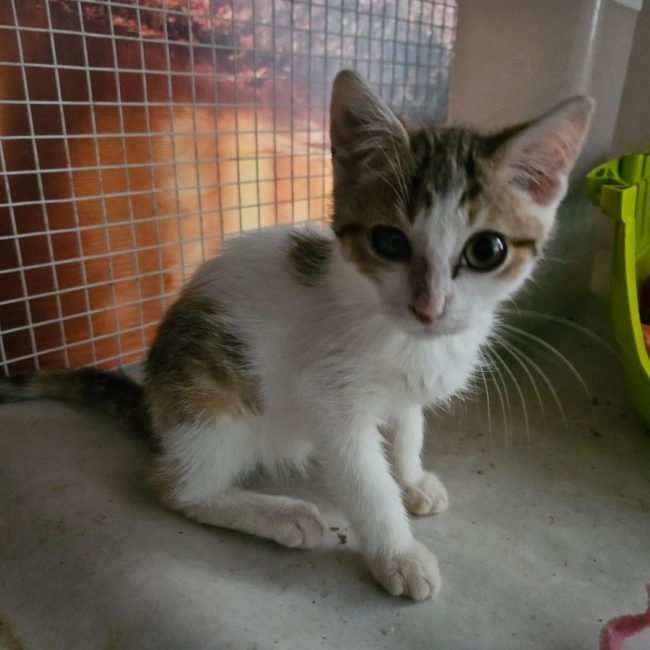 ZELIE - Chat Européen à adopter
