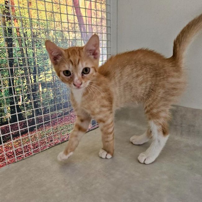 SYMBA - Chat à adopter