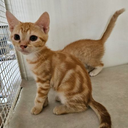 PERLE - Chat à adopter