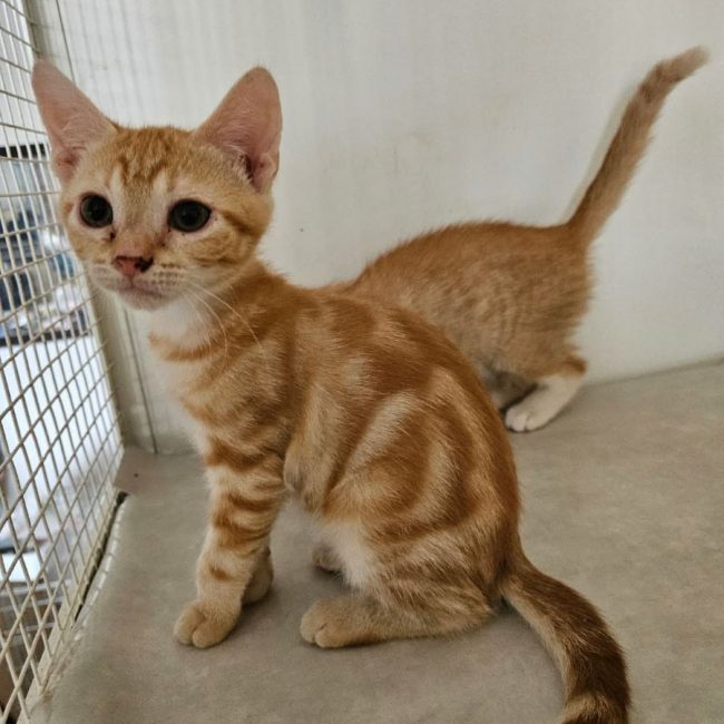 PERLE - Chat Européen à adopter