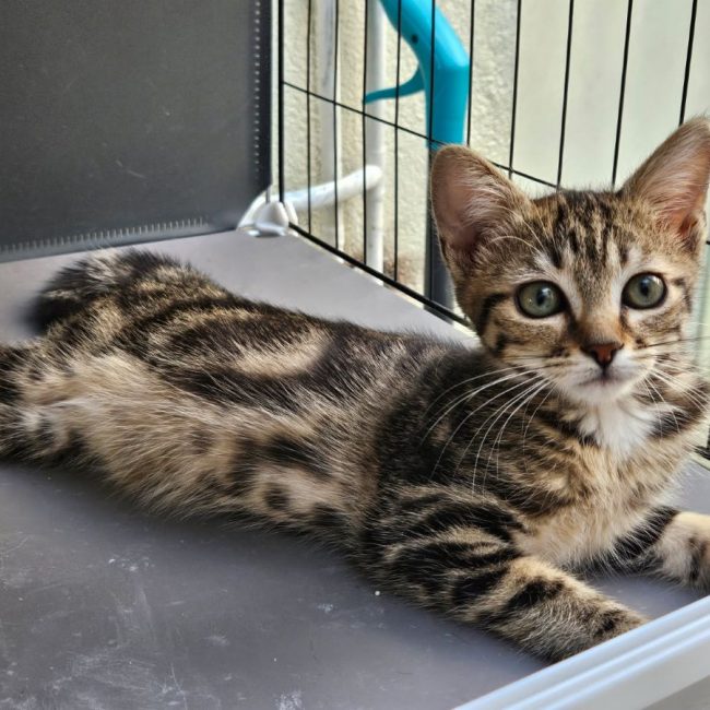 MOKA - Chat Européen à adopter