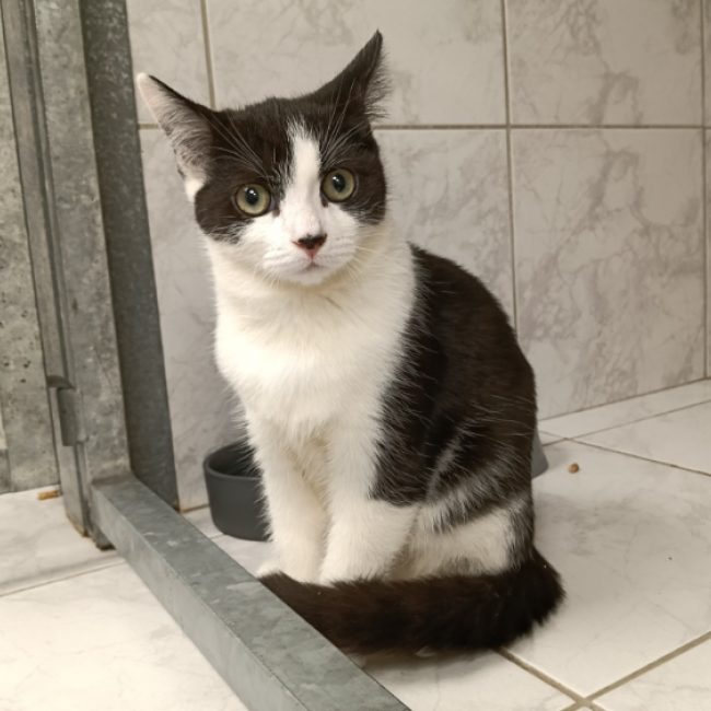 Camomille - Chat Européen à adopter