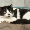 Myrtille