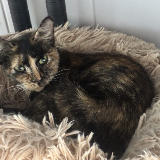 Nova - Chat Européen à adopter