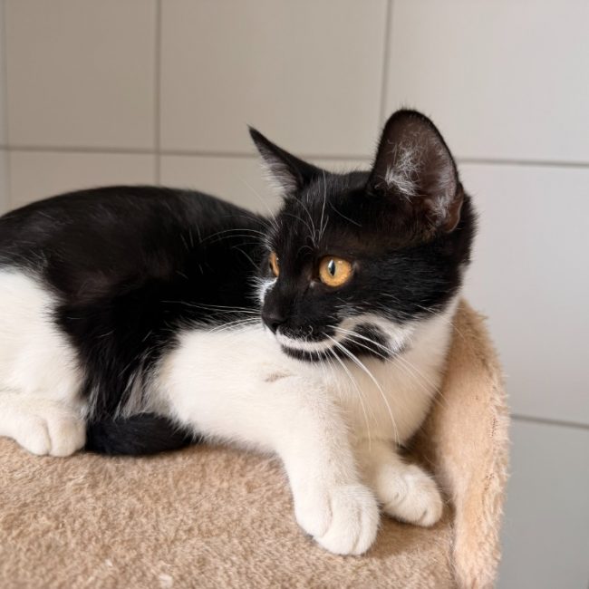 Bloody - Chat Européen à adopter