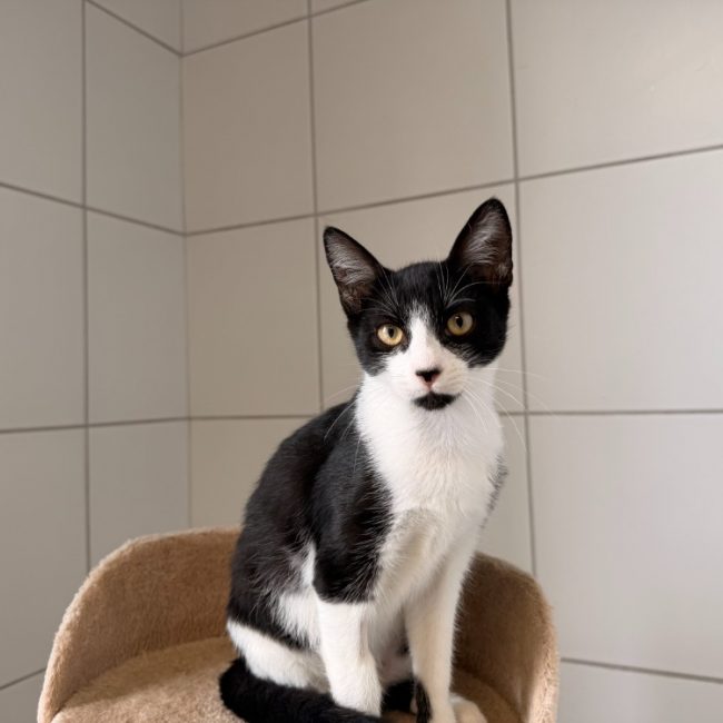 Berry - Chat Européen à adopter