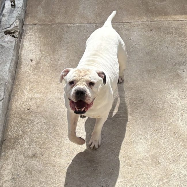 Kalash - Chien American Bully à adopter