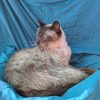 Sitelle