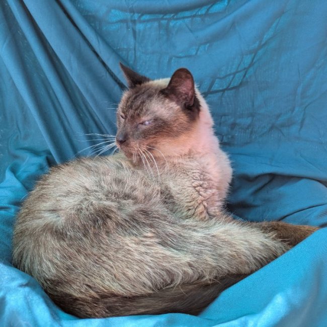 Sitelle - Chat Européen à adopter