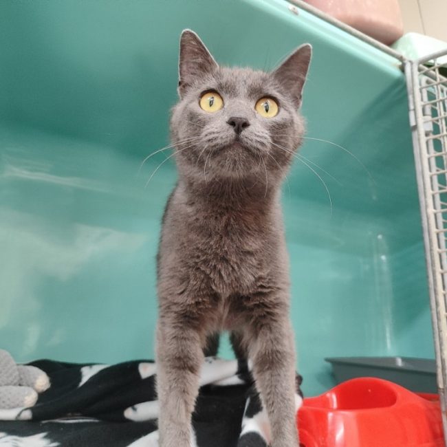 Namie - Chat Européen à adopter