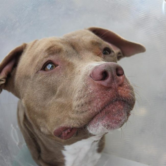 Aika a trouve sa famille - Chien à adopter