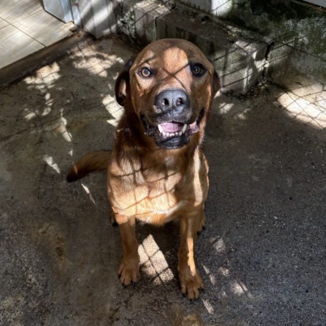 Tao - Chien à adopter