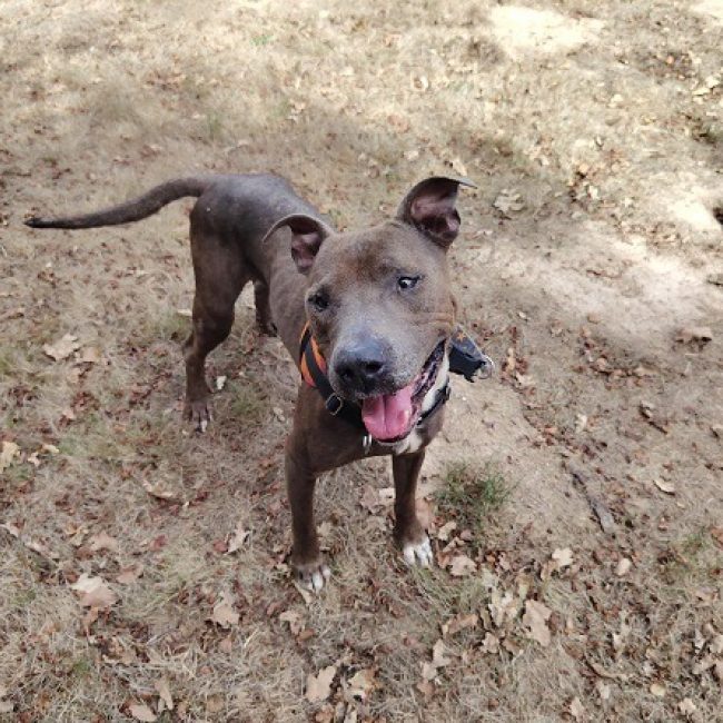 Pongo - Chien à adopter