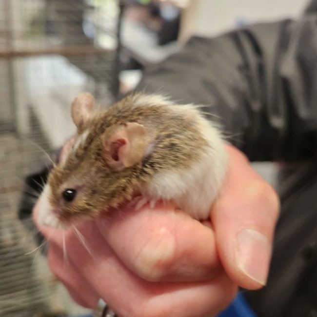 Mickey - Rongeur Souris à adopter
