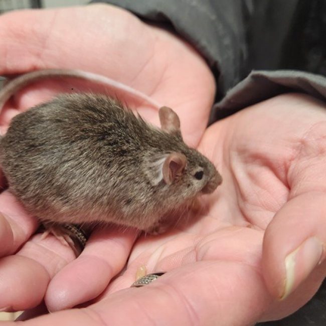 Starsky - Rongeur Souris à adopter