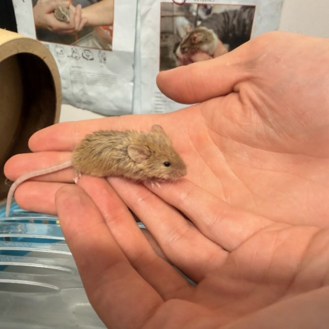 Calzone - Rongeur Souris à adopter