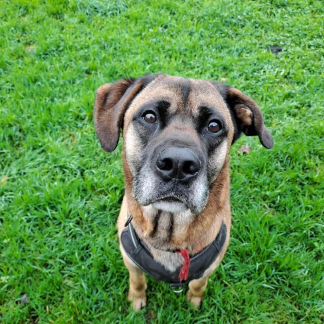Pirouette - Chien Berger à adopter