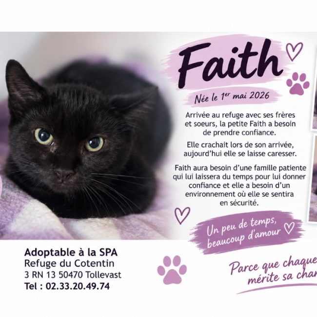 Faith - Chat Européen à adopter