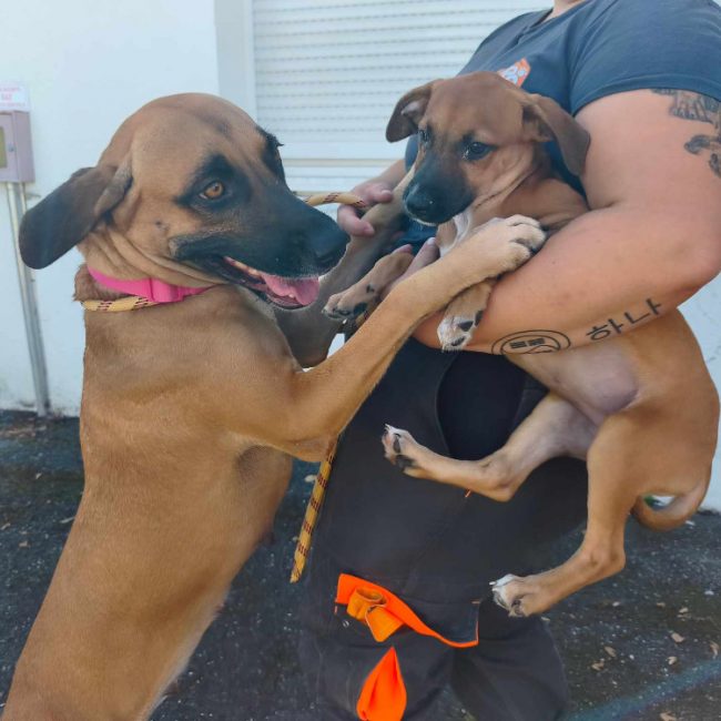 Sydney - Chien Berger à adopter