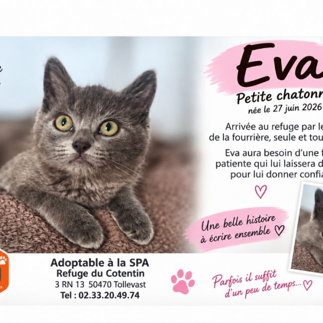 Eva - Chat Européen à adopter