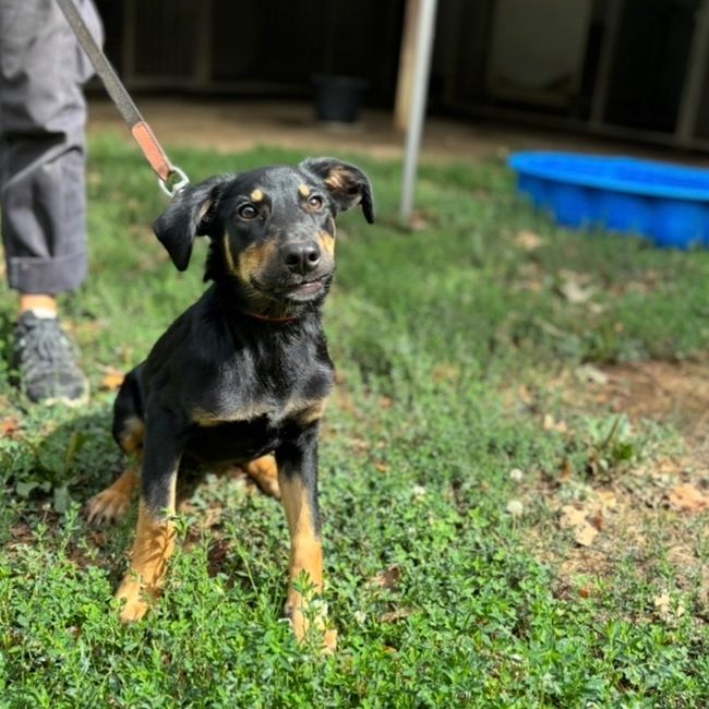 Lana - Chien à adopter
