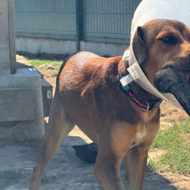 Argos - Chien à adopter