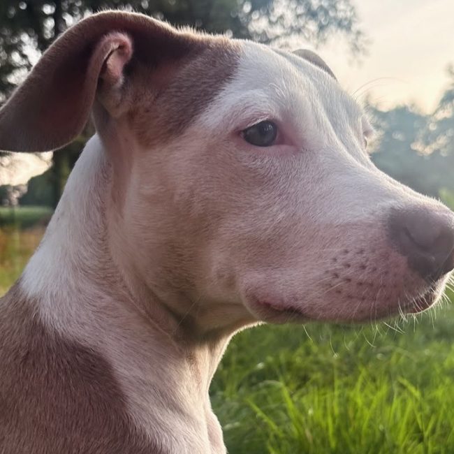 Coco - Chien à adopter