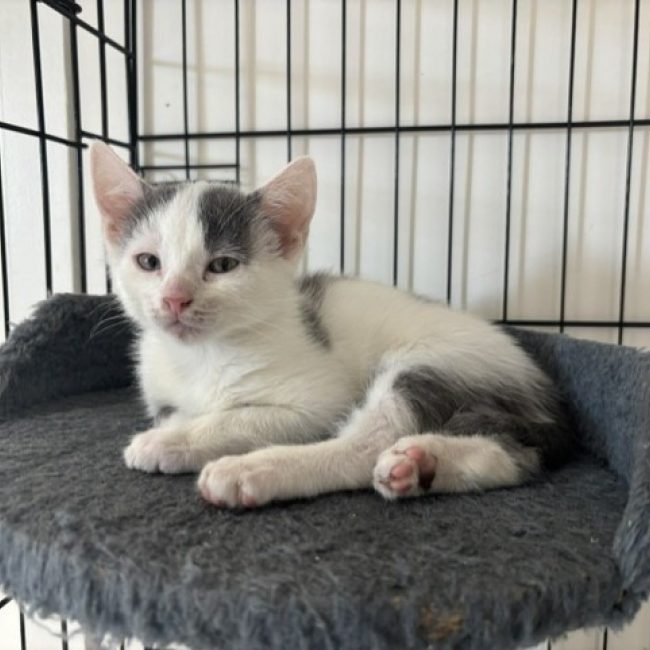Pepper - Chat Européen à adopter