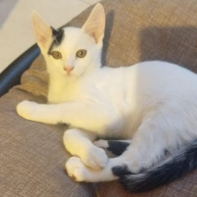 Balco - Chat Européen à adopter