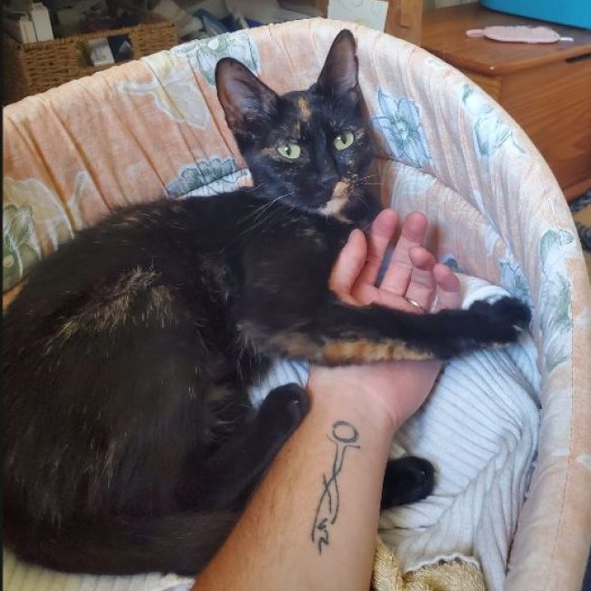 Sacha - Chat Européen à adopter