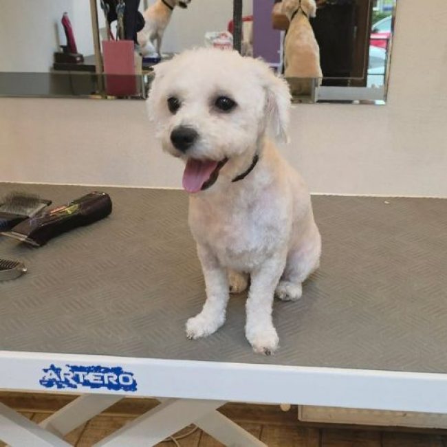 ILINKA - Chien à adopter