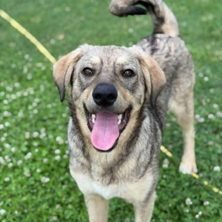 gizmo - Chien à adopter