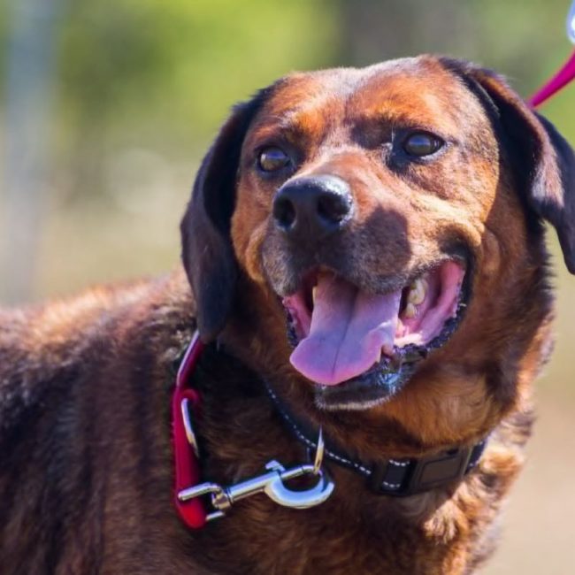 BUENO - Chien à adopter