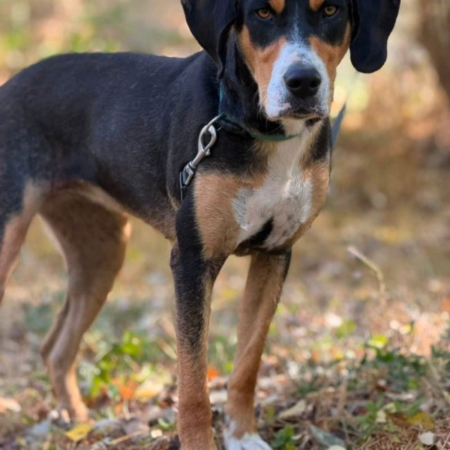 MOLLY - Chien à adopter
