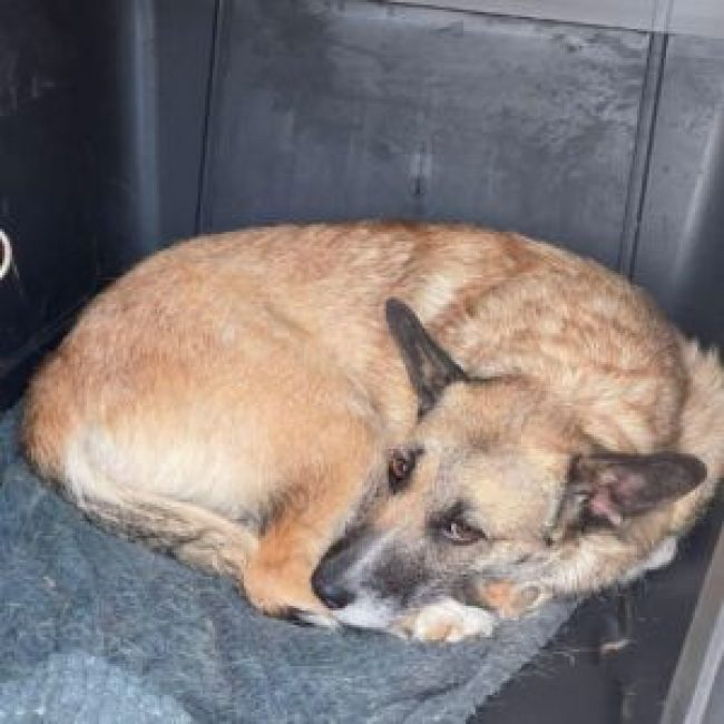 CARLA - Chien à adopter