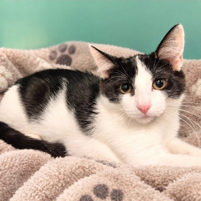 Talco - Chat Européen à adopter