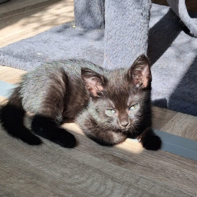 Bahia - Chat Européen à adopter