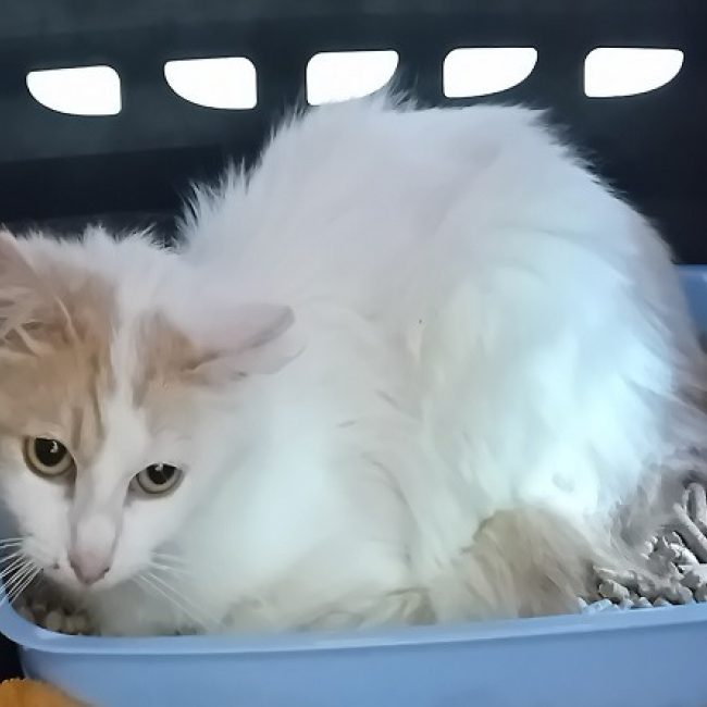 Poulette - Chat Européen à adopter