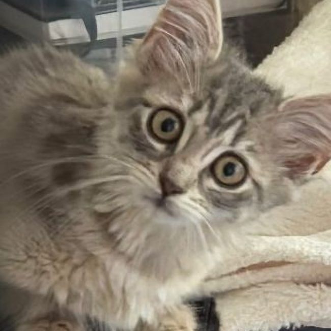 Breeze - Chat Européen à adopter