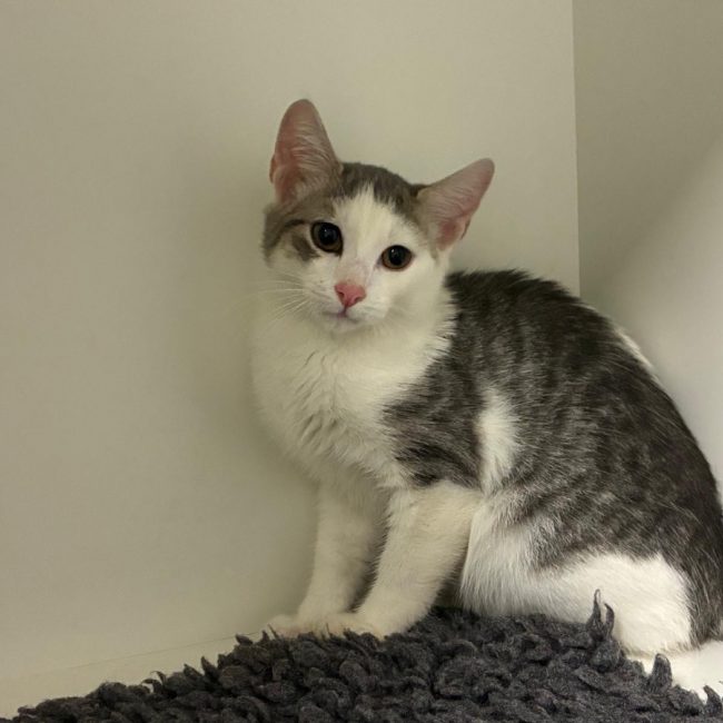 MILO - Chat Européen à adopter