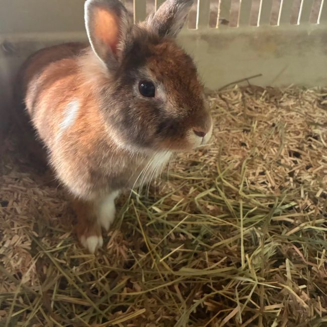 CANNELLE - Rongeur Lapin à adopter